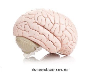 Human brain model on white background - Shutterstock ID 68967667