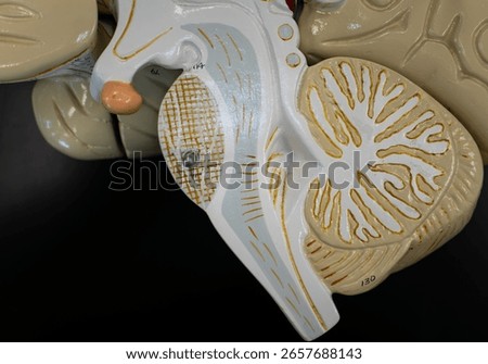 Human Brain Model Showing Brainstem and Cerebellum