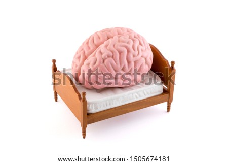Human brain resting on the bed isolated on white background 