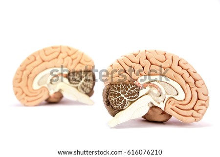 Human brains model isolated on white background