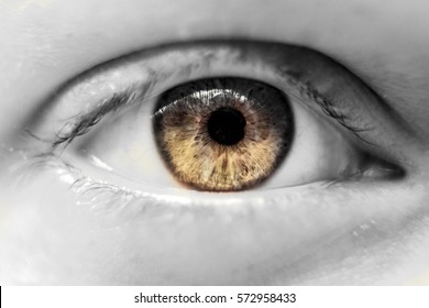 human brown eye macro