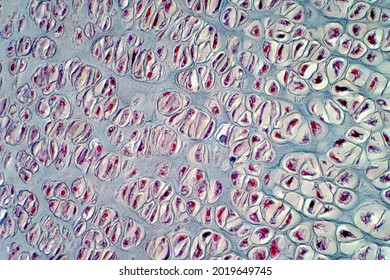 Human cartilage bone under light microscope view for histology education.  Haematoxylin and eosin staining technique for histology.