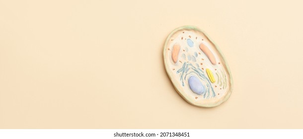 Human Cell Model On Beige Background. Biology And Education Concept. Horizontal Science Theme Poster, Greeting Cards, Headers, Website And App