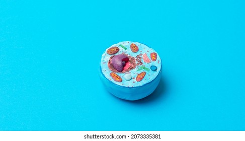 Human Cell Model On Blue Background. Biology And Education Concept. Horizontal Science Theme Poster, Greeting Cards, Headers, Website And App