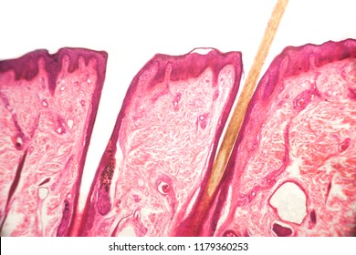 Human Cell Skin Body Structure Under Microscope Photo