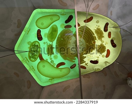A human cell is a type of eukaryotic cell that makes up the human body. There are many different types of human cells, each with a specialized function, but all share certain basic features.

The cell