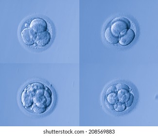 human cells egg