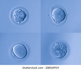 Human Cells Egg