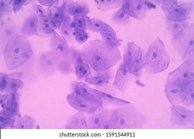 Human Cheek Epithelial Cells. The Tissue That Lines The Inside Of The Mouth Is Known As The Basal Mucosa And Is Composed Of Squamous Epithelial Cells. Education Pathology.