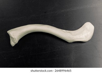 Human Clavicle Bone Educational Model Superior