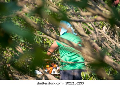 Human Cutting Trees Stock Photo 1022156233 | Shutterstock