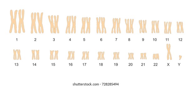 Chromosome Gene Stock Illustrations; Images & Vectors | Shutterstock