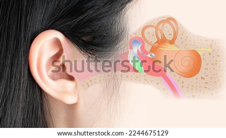 Human ear anatomy of the outer, middle, and inner ear. Otology and Neurotology concept.