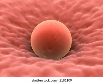 Human Egg Cell