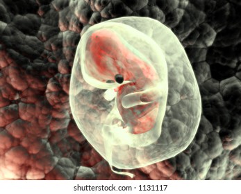 human embryo growing in body