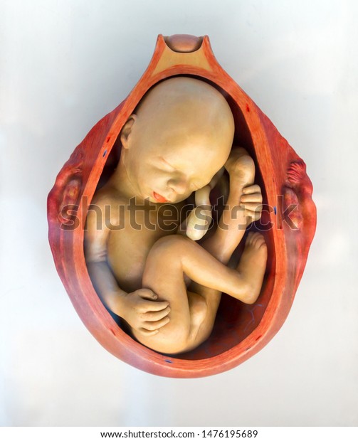 Human embryo in\
the womb, embryonic\
development