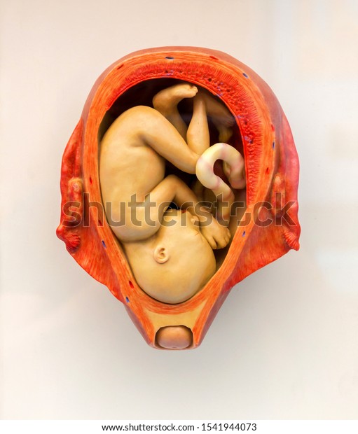 Human embryo in
the womb, embryonic
development