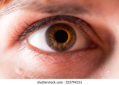 The Human Eye