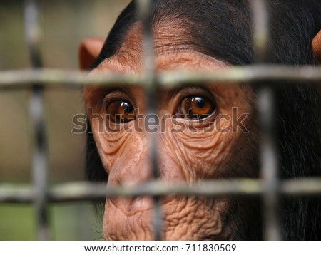Human eye ape trapped in a cage. Pan troglodytes.  A monkey