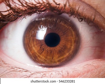 Human Eye Close Up