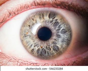 Human Eye Close Up