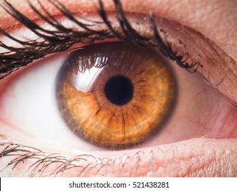 Human Eye Close-up Detail