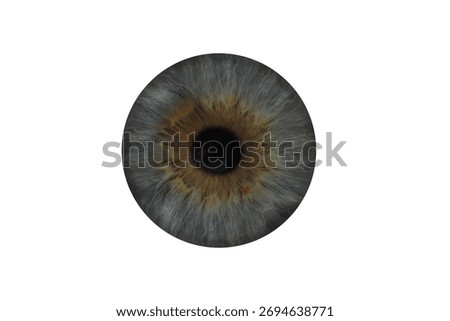 Human eye, closeup. Grey iris with pupil on white background
