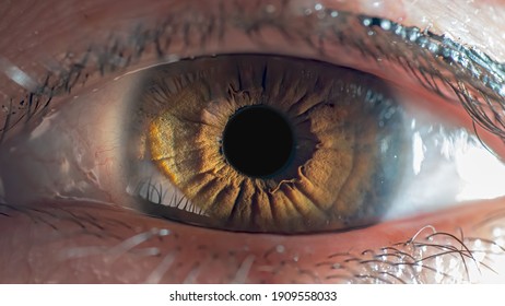 Human Eye Close-Up | Iris Macro Photography