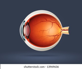 Human Eye Cross Section