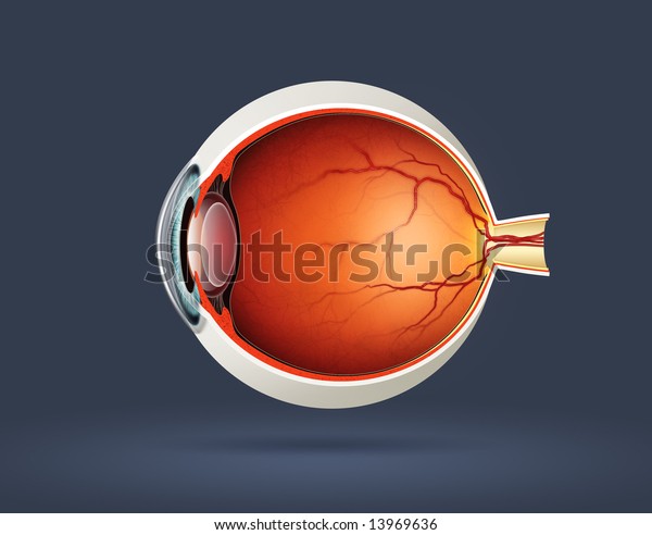 Human Eye Cross Section库存照片13969636 Shutterstock