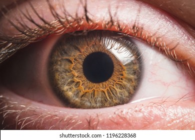 Human eye detail - Shutterstock ID 1196228368