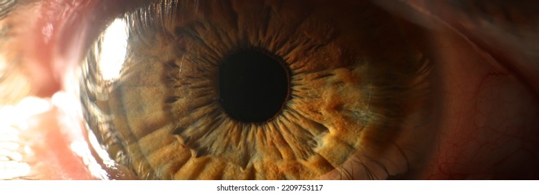 Human Eye Detail Closeup. Macro Photography Of Brown Eyes Closeup