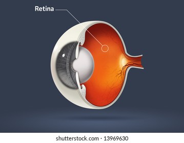 Human Eye - Healthy Retina