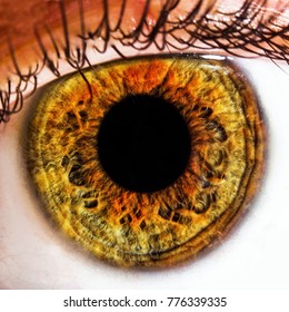 Human eye iris close up