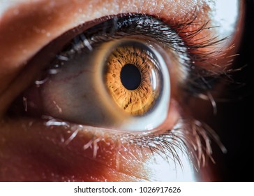 Human Eye Macro
