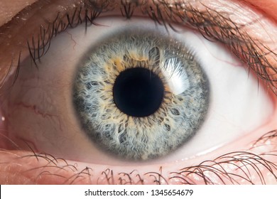 Human eye medical detail