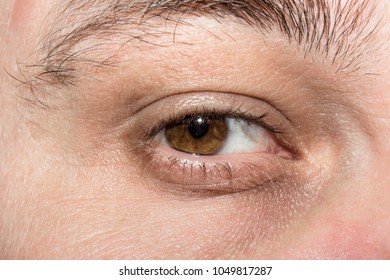 the human eye men's brown