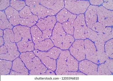 Human eye nerve under the microscope view. Histological for human physiology. - Powered by Shutterstock