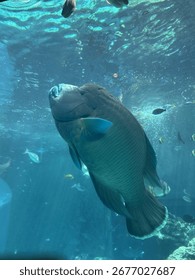 Human Faced Fish in Oceanography