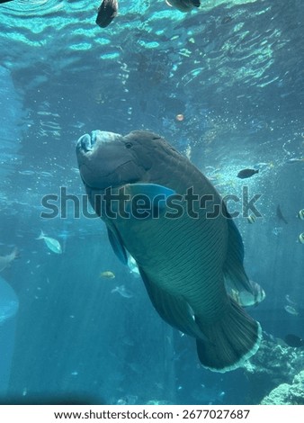 Human Faced Fish in Oceanography