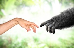 Evoluția Mâinii De Maimuță Umană și Falsă Din Conceptul Primatelor