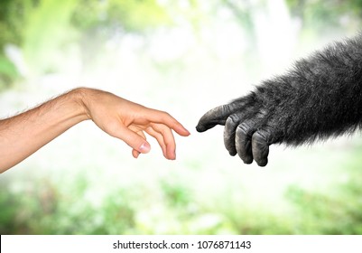 Human and fake monkey hand evolution from primates concept