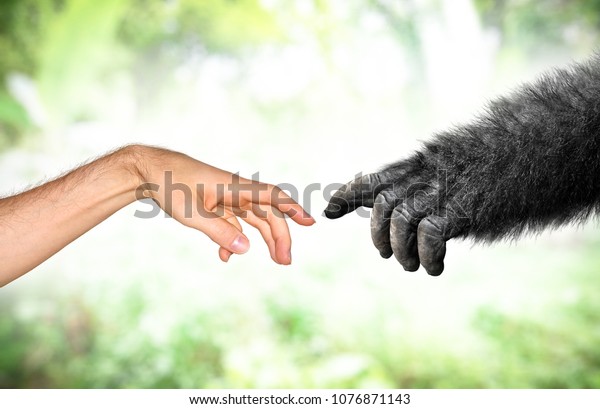 Human and fake monkey hand evolution from\
primates concept