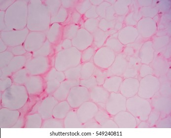 Human Fat Body Tissue Under Microscope View