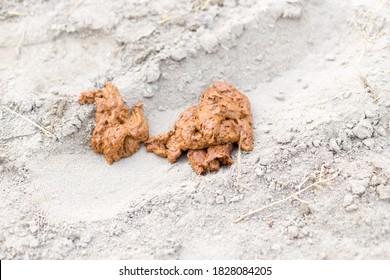 Human Feces In Nature On The Sand