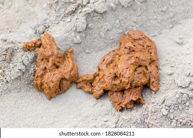 Human Feces In Nature On The Sand