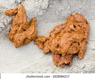 Human Feces In Nature On The Sand