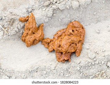 Human Feces In Nature On The Sand