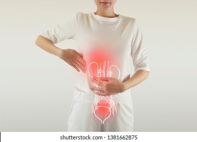 Human Female Kidney Anatomy highlighted red on body