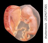 The human fetus is the fetus of the human species, a stage of prenatal development which succeeds the embryo and culminates in birth.